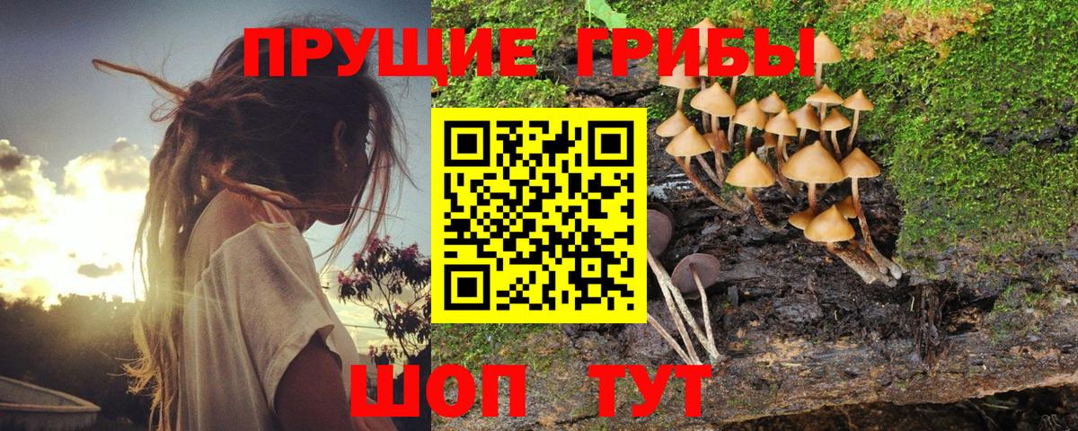 Псилоцибиновые грибы прущие грибы  Вход с VPN  Кропоткин 